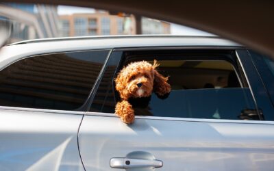 Die 7 besten Autositzvarianten für Hunde: Sicherheit und Komfort für Ihren Vierbeiner auf Reisen
