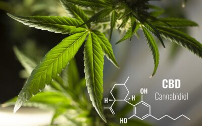 Meine Erfahrungen mit GRÜNES GOLD® CBD-Produkten: Natürliche Vielfalt für Wohlbefinden